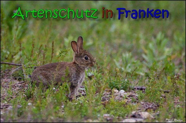 Copyright AiS Johannes Rother Bild zum Eintrag (66066-160)