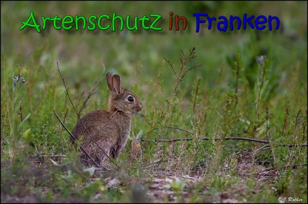 Copyright AiS Johannes Rother Bild zum Eintrag (66067-160)