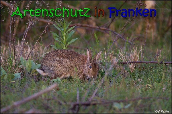 Copyright AiS Johannes Rother Bild zum Eintrag (66068-160)