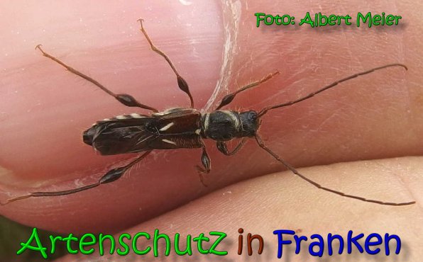 Copyright AiS Albert Meier Bild zum Eintrag (66075-160)