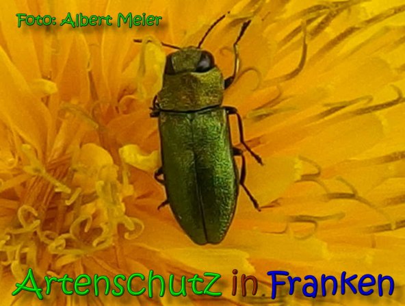 Copyright AiS Albert Meier Bild zum Eintrag (66099-160)