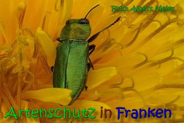 Copyright AiS Albert Meier Bild zum Eintrag (66100-160)