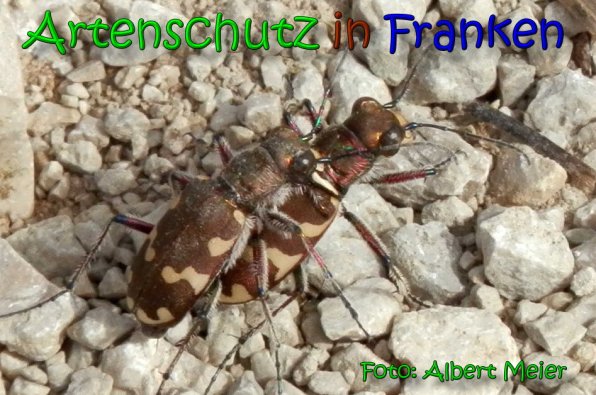 Copyright AiS Albert Meier Bild zum Eintrag (66103-160)