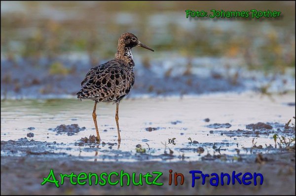 Copyright AiS Johannes Rother Bild zum Eintrag (66132-160)