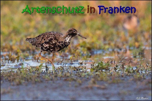 Copyright AiS Johannes Rother Bild zum Eintrag (66133-160)