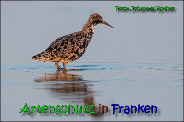 Copyright AiS Johannes Rother Bild zum Eintrag (66134-160)