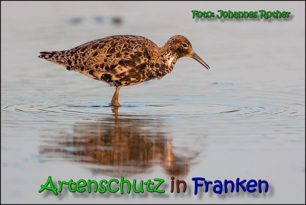 Copyright AiS Johannes Rother Bild zum Eintrag (66135-160)