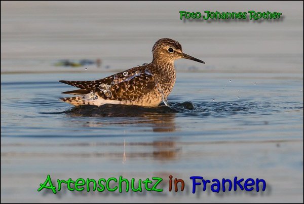 Copyright AiS Johannes Rother Bild zum Eintrag (66153-160)