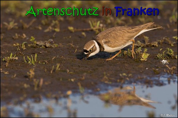 Copyright AiS Johannes Rother Bild zum Eintrag (66165-160)