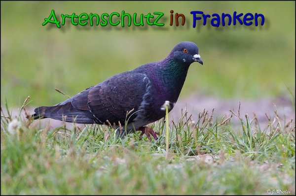 Copyright AiS Johannes Rother Bild zum Eintrag (66168-160)