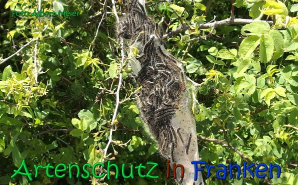 Copyright AiS Albert Meier Bild zum Eintrag (66240-160)