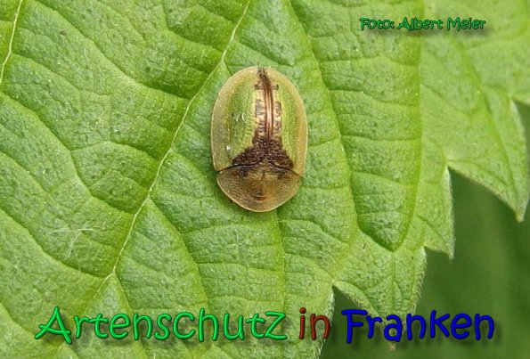 Copyright AiS Albert Meier Bild zum Eintrag (66279-160)