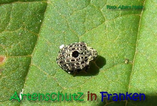 Copyright AiS Albert Meier Bild zum Eintrag (66285-160)