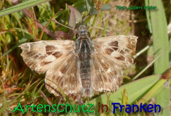 Copyright AiS Albert Meier Bild zum Eintrag (66289-160)