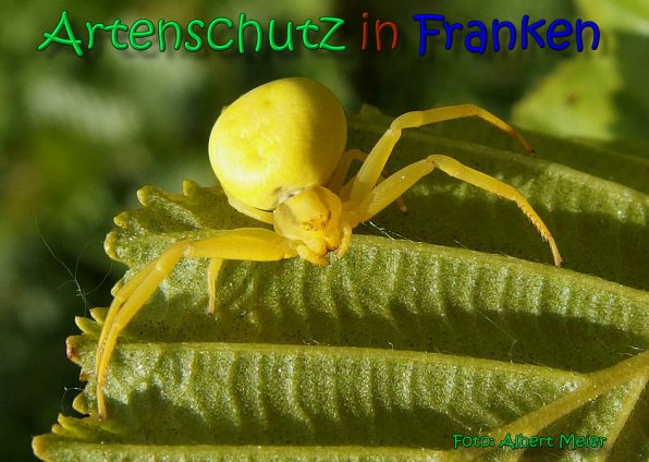 Copyright AiS Albert Meier Bild zum Eintrag (66297-160)