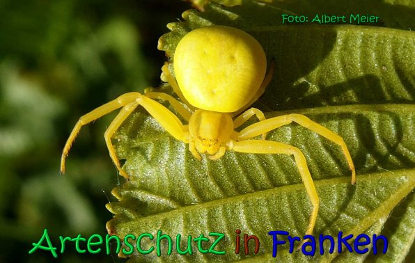 Copyright AiS Albert Meier Bild zum Eintrag (66298-160)