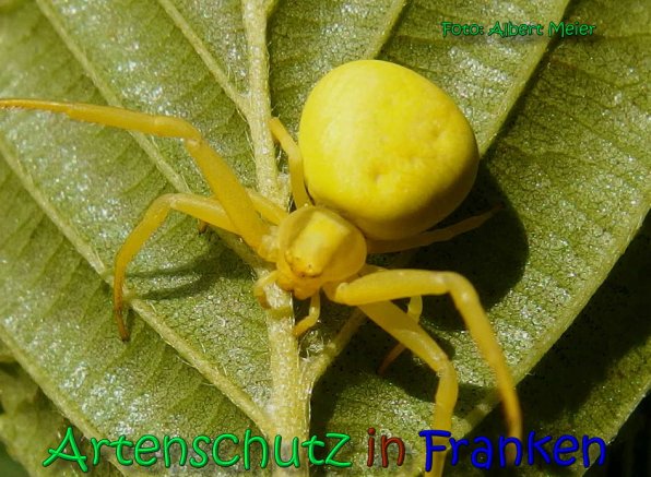 Copyright AiS Albert Meier Bild zum Eintrag (66300-160)