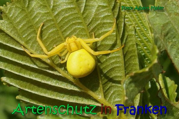 Copyright AiS Albert Meier Bild zum Eintrag (66301-160)