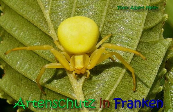 Copyright AiS Albert Meier Bild zum Eintrag (66302-160)
