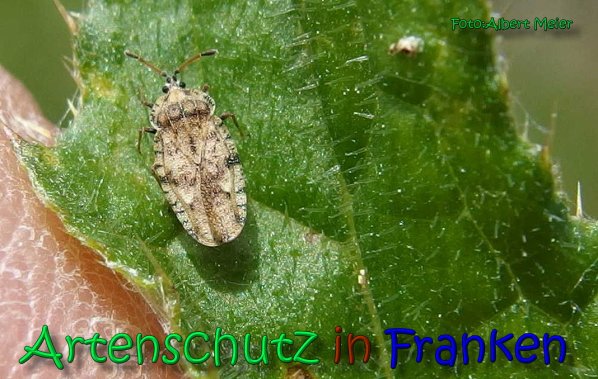 Copyright AiS Albert Meier Bild zum Eintrag (66323-160)
