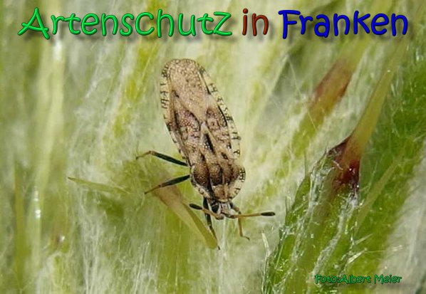 Copyright AiS Albert Meier Bild zum Eintrag (66324-160)