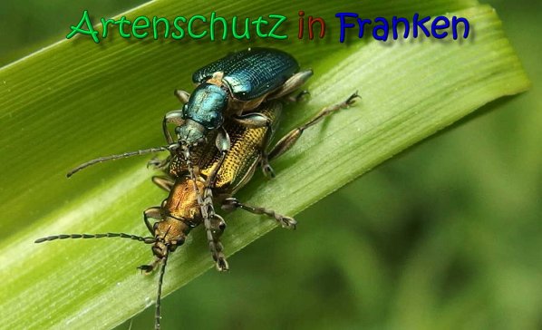 Copyright AiS Albert Meier Bild zum Eintrag (66333-160)