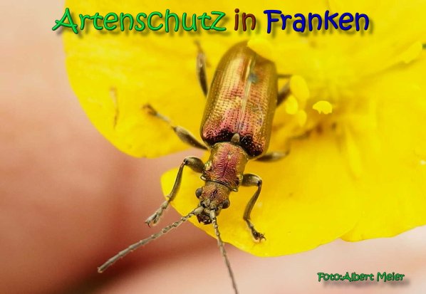 Copyright AiS Albert Meier Bild zum Eintrag (66334-160)