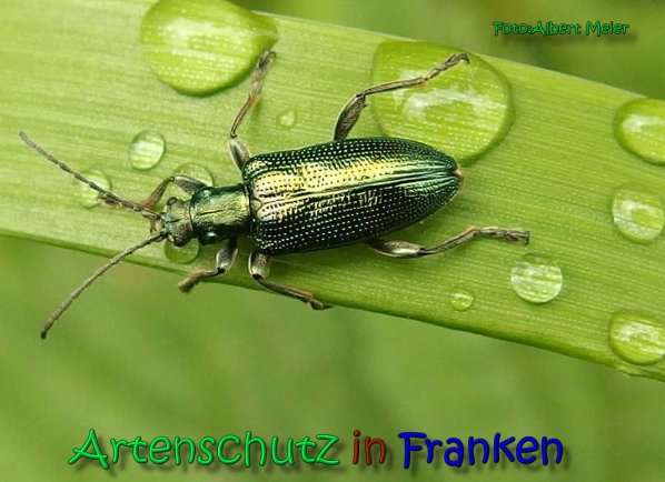 Copyright AiS Albert Meier Bild zum Eintrag (66337-160)