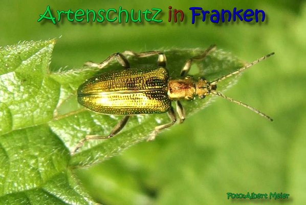 Copyright AiS Albert Meier Bild zum Eintrag (66338-160)