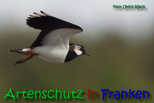 Copyright AiS Ulrich Rösch Bild zum Eintrag (66361-160)