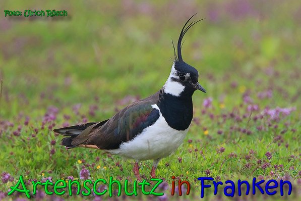 Copyright AiS Ulrich Rösch Bild zum Eintrag (66362-160)