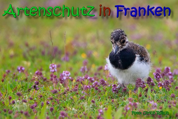 Copyright AiS Johannes Rother Bild zum Eintrag (66363-160)