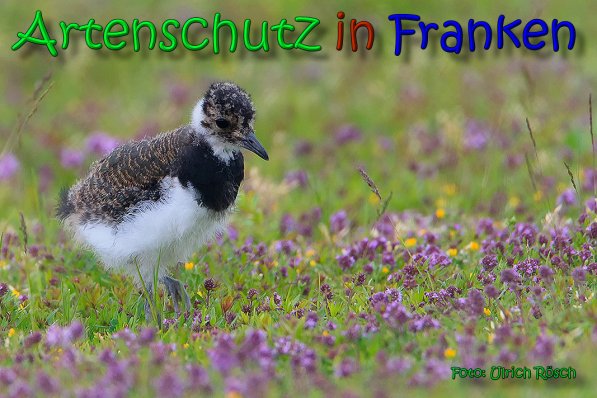 Copyright AiS Ulrich Rösch Bild zum Eintrag (66364-160)