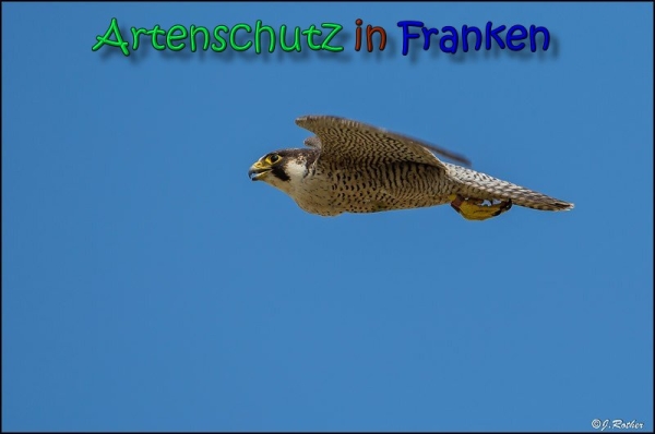 Copyright AiS Johannes Rother Bild zum Eintrag (66412-160)