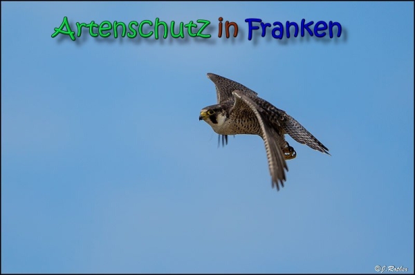 Copyright AiS Johannes Rother Bild zum Eintrag (66414-160)