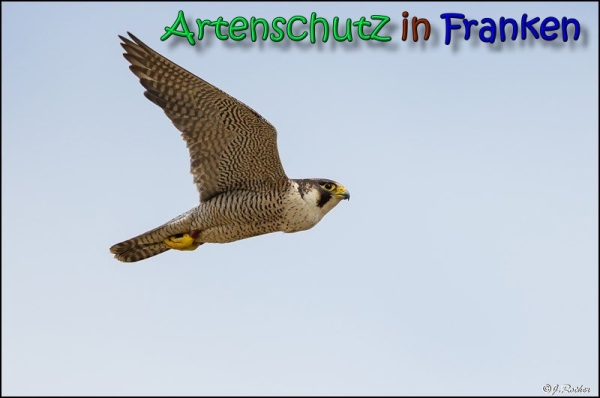 Copyright AiS Johannes Rother Bild zum Eintrag (66419-160)