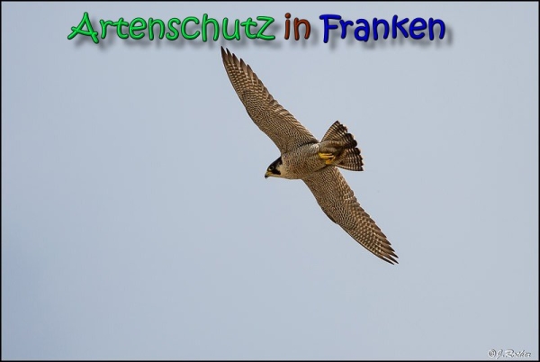 Copyright AiS Johannes Rother Bild zum Eintrag (66420-160)