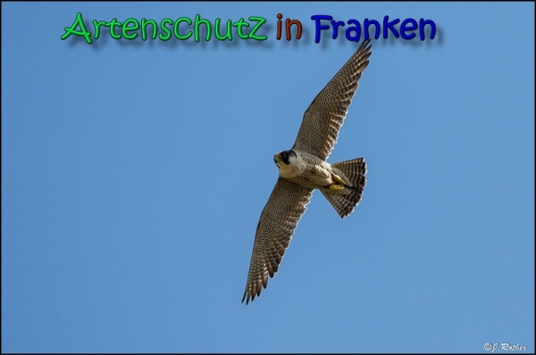 Copyright AiS Johannes Rother Bild zum Eintrag (66429-160)
