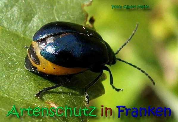 Bild zum Eintrag (66444-160)