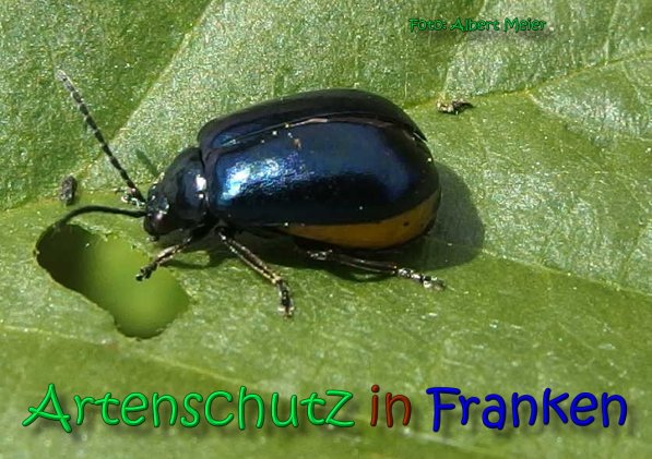 Bild zum Eintrag (66445-160)