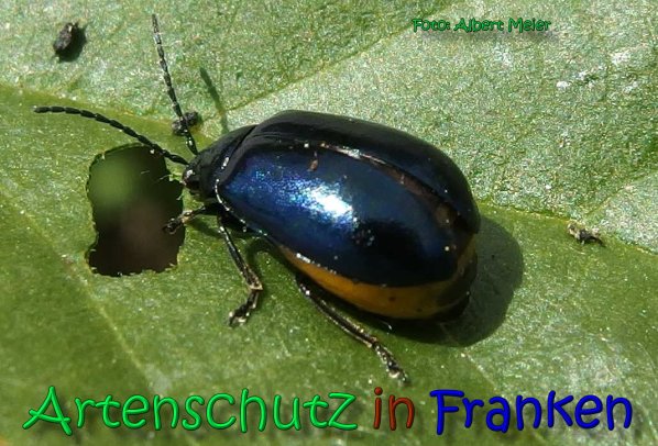 Bild zum Eintrag (66446-160)