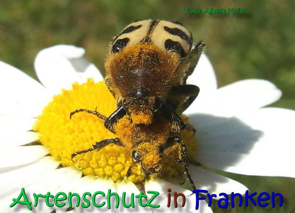Copyright AiS Albert Meier Bild zum Eintrag (66456-160)