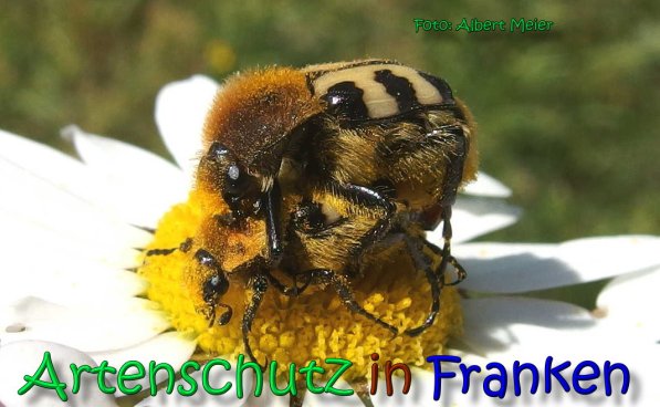 Copyright AiS Albert Meier Bild zum Eintrag (66457-160)