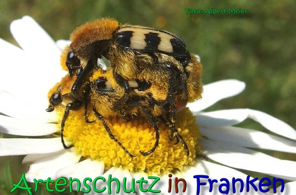 Copyright AiS Albert Meier Bild zum Eintrag (66458-160)