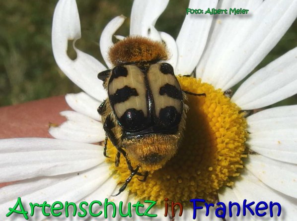 Copyright AiS Albert Meier Bild zum Eintrag (66459-160)