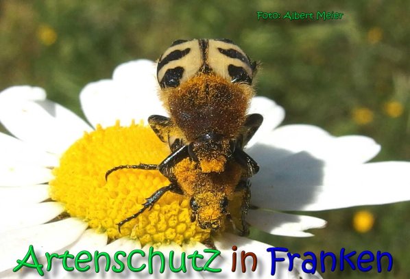 Copyright AiS Albert Meier Bild zum Eintrag (66460-160)