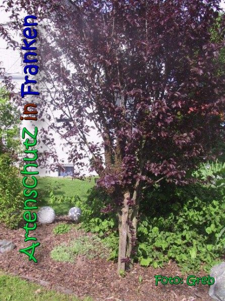 Bild zum Eintrag (66477-160)