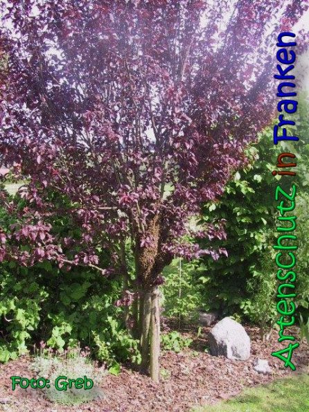 Copyright AiS Greb Bild zum Eintrag (66478-160)