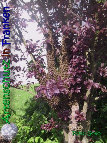 Copyright AiS Greb Bild zum Eintrag (66479-160)