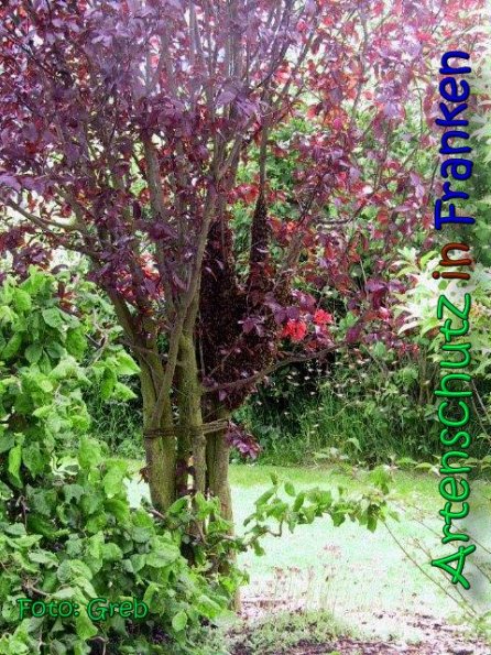 Copyright AiS Greb Bild zum Eintrag (66480-160)